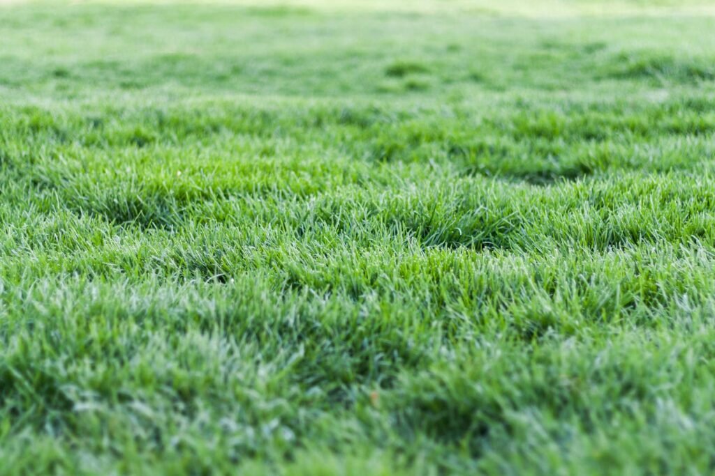 Close-up view of a lush green grass lawn, perfect for nature backgrounds.