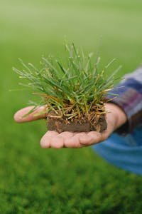 A detailed close-up of hands holding a small patch of grass, showcasing nature and agriculture.